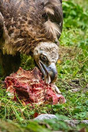 Cinereous vulture