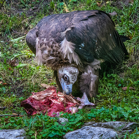 Cinereous vulture