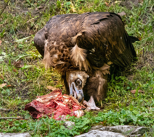 Cinereous vulture