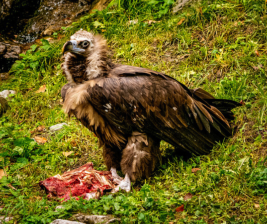 Cinereous vulture
