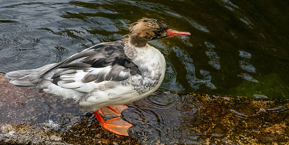 Common merganser
