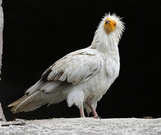 Egyptian vulture