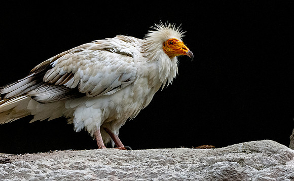 Egyptian vulture