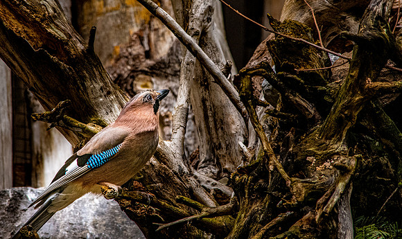 Eurasian Jay