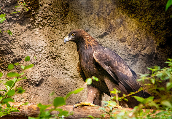 Golden Eagle