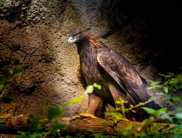 Golden Eagle