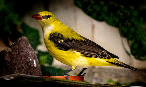 Golden oriole