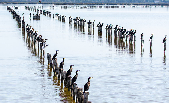 Great cormorant