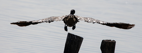 Great cormorant
