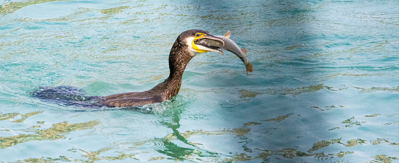 Great cormorant