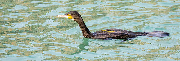 Great cormorant