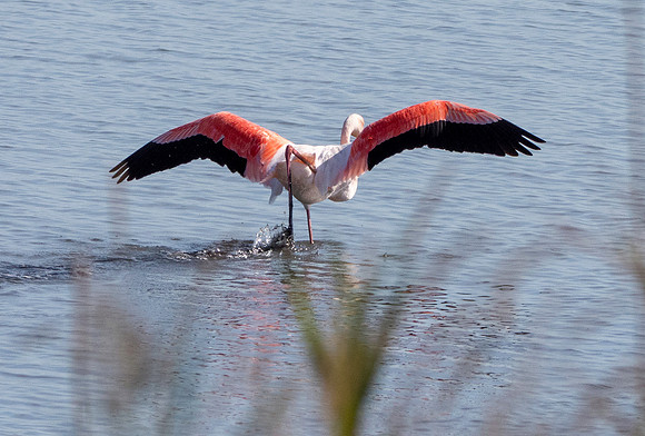 Greater flamingo
