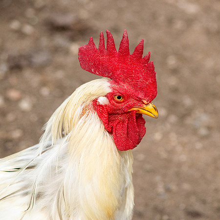 La gallina ermellinata chicken