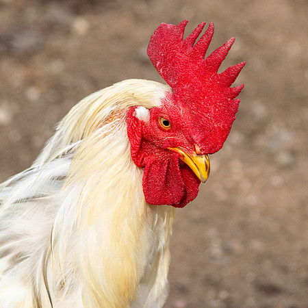 La gallina ermellinata chicken