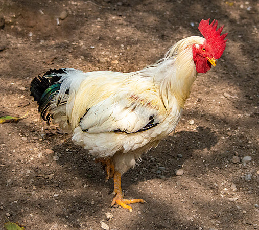 La gallina ermellinata chicken
