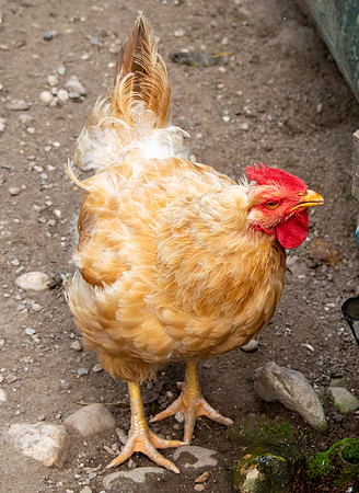 La gallina lionata chicken