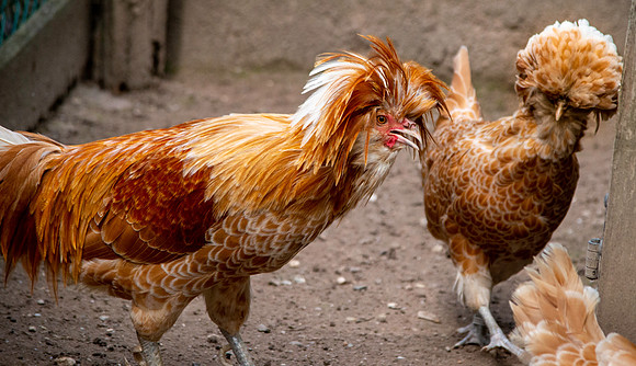 La gallina Padovana