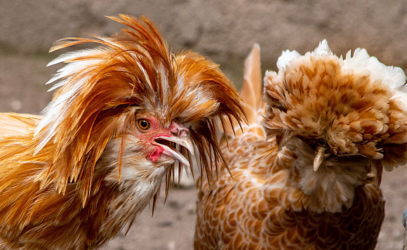 La gallina Padovana