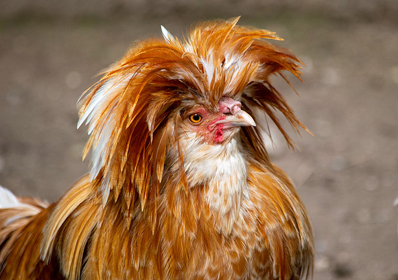 La gallina Padovana, male