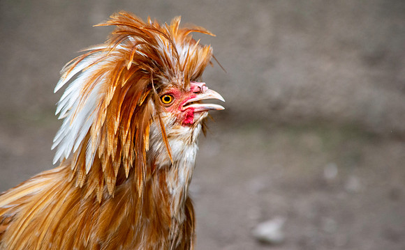 La gallina Padovana, male