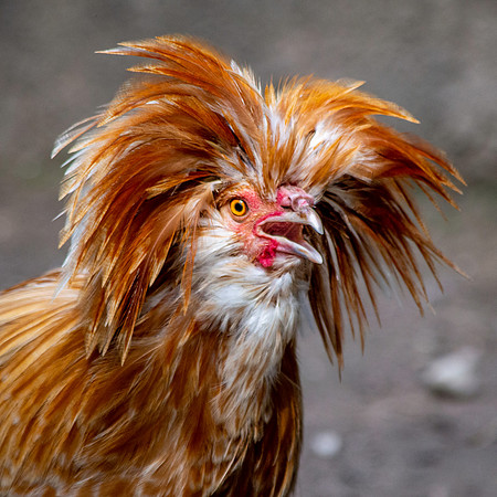 La gallina Padovana, male