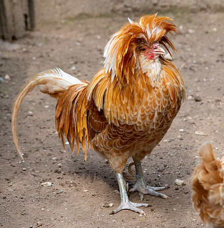 La gallina Padovana, male