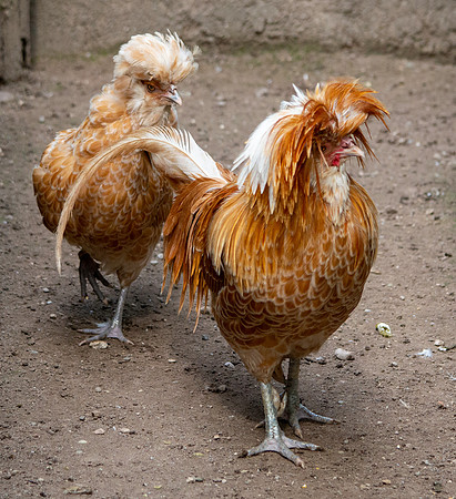 La gallina Padovana