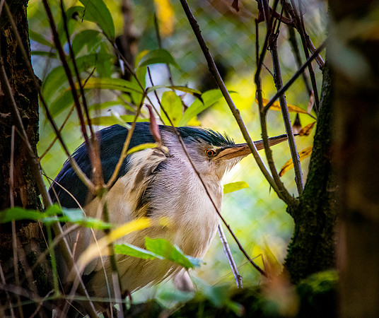 Little bittern