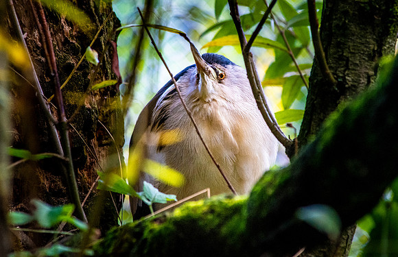 Little bittern