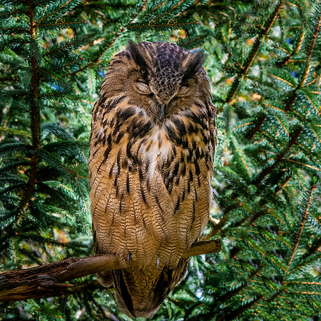 Long eared owl