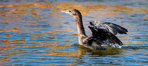 Pygmy cormorant