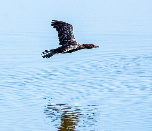 Pygmy cormorant