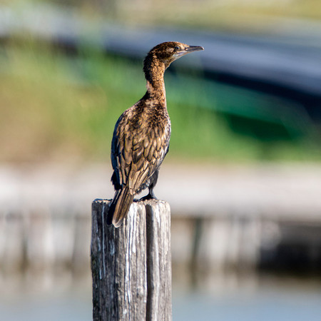 Pygmy cormorant