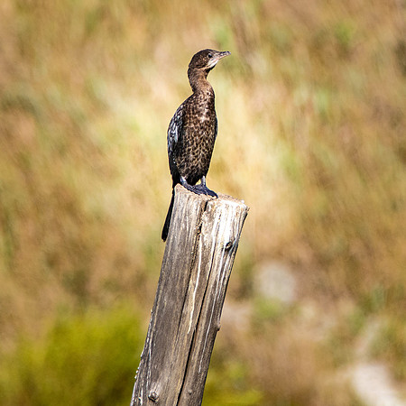 Pygmy cormorant