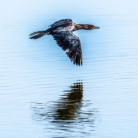 Pygmy cormorant