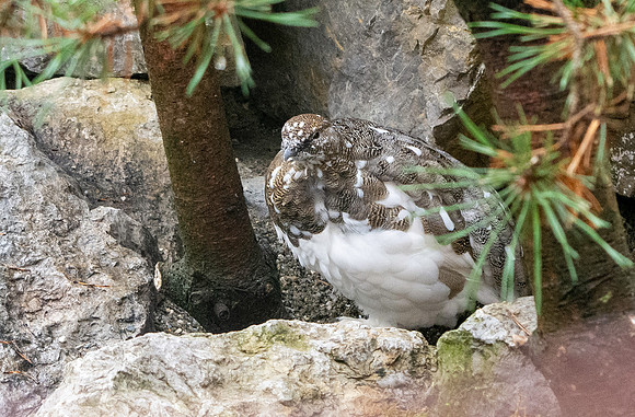Rock ptarmigan