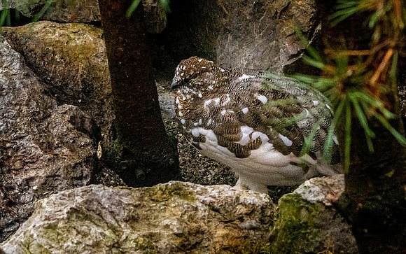 Rock ptarmigan