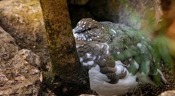 Rock ptarmigan