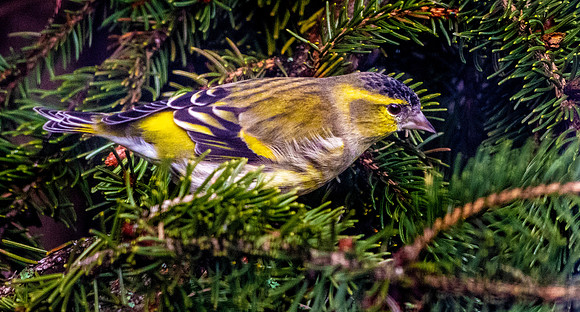 Eurasian siskin, male
