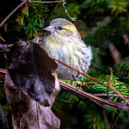 Eurasian siskin