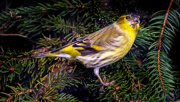 Eurasian siskin, male