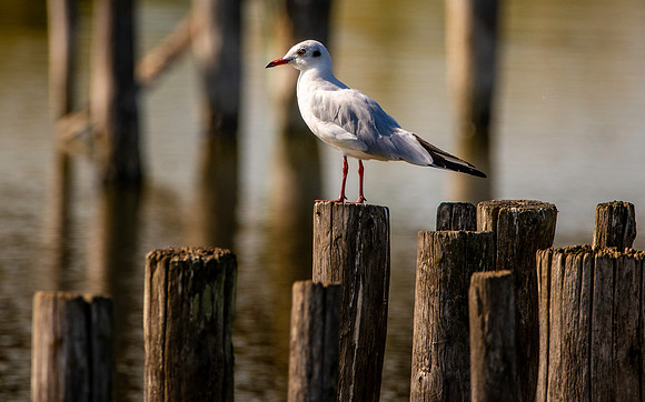 Slender billed gull