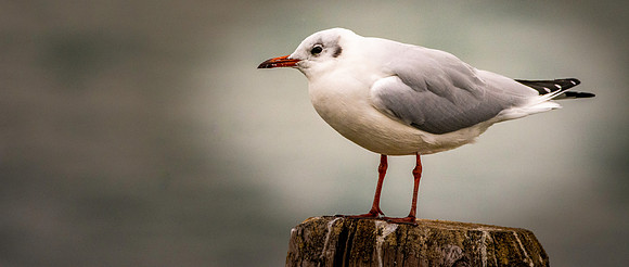 Slender billed gull