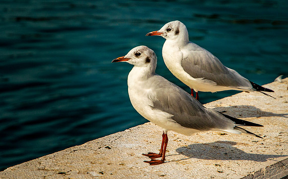 Slender billed gull