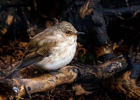 Spotted flycatcher