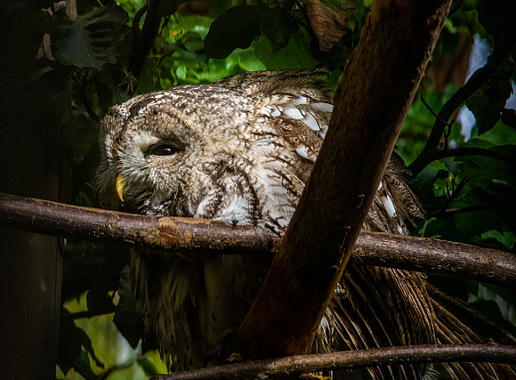 Ural owl