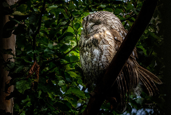 Ural owl