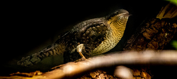 Wryneck