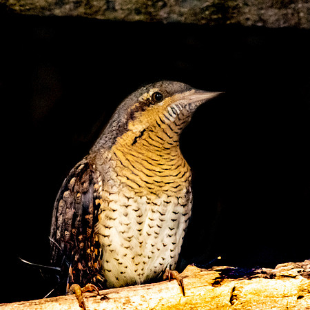 Wryneck