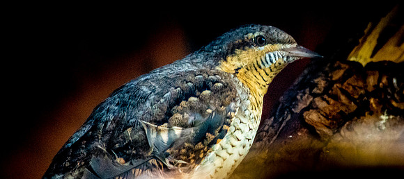 Wryneck